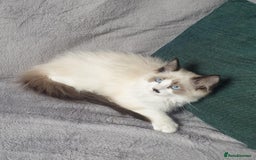 Ragdoll cats for sale: 💖Beautiful GCCF Registered Ragdoll Kittens. - Image 8