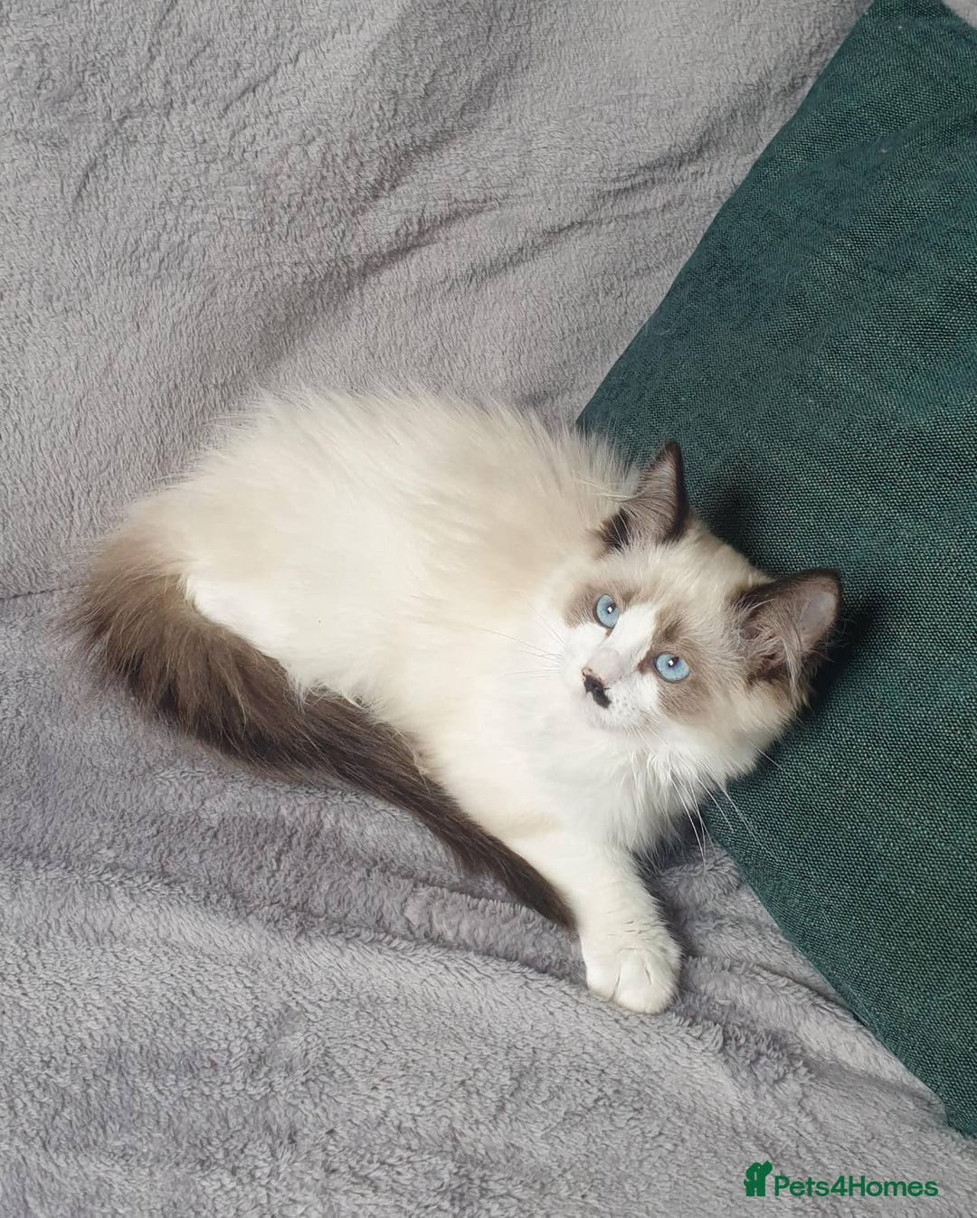 Ragdoll cats for sale: 💖Beautiful GCCF Registered Ragdoll Kittens. - Image 8