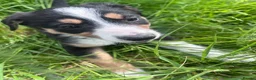 Mixed Breed dogs for sale: Beautiful tri colour border collie pups - Advert 23