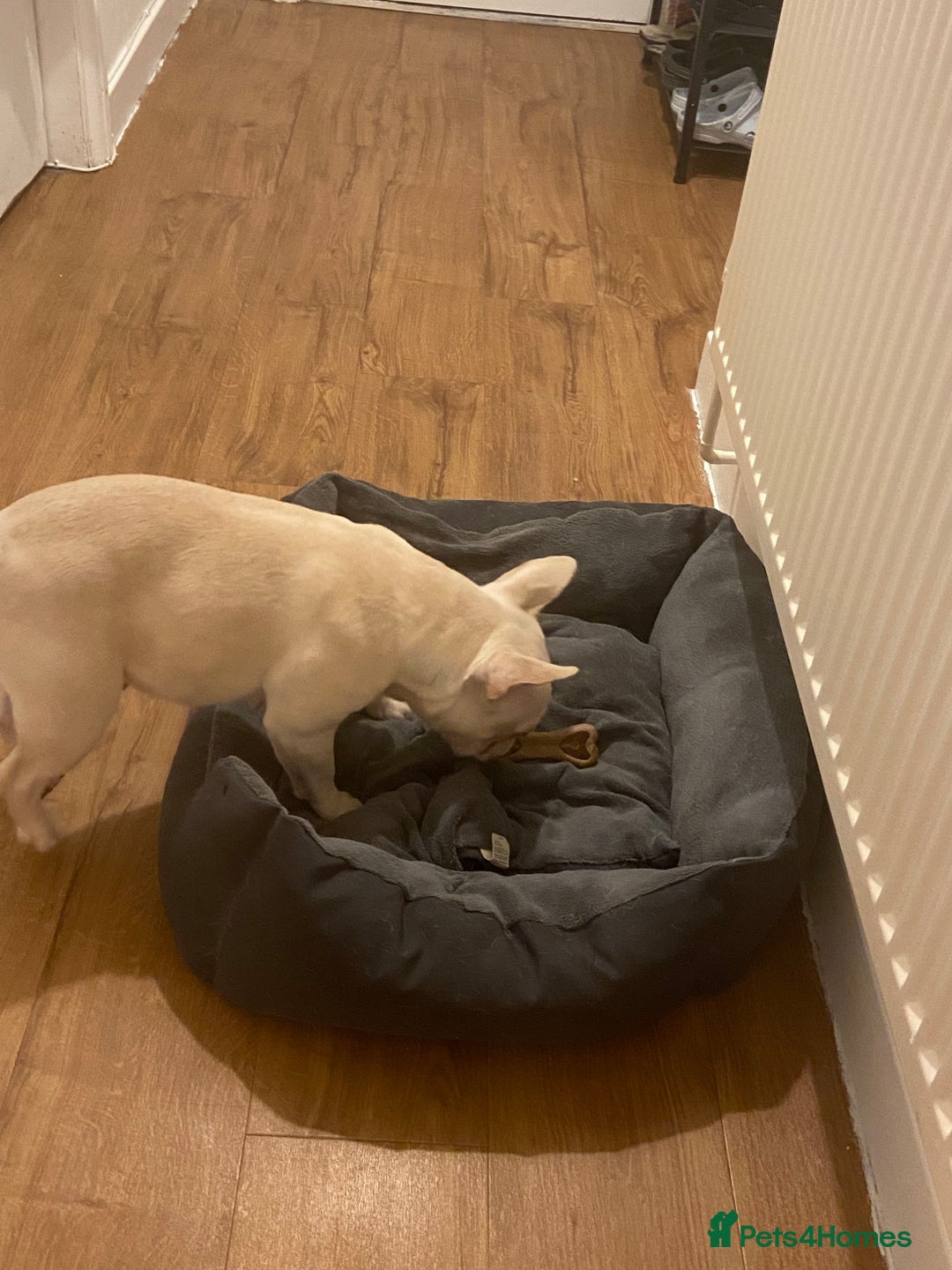 French Bulldog dogs for sale: Platinum French Bulldog - Image 7