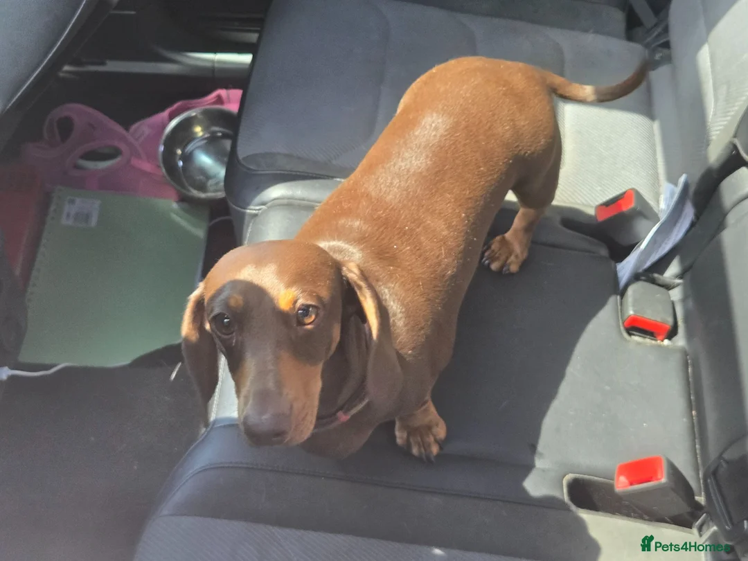 Miniature Dachshund dogs for sale: Chocolate & Tan Miniature daschund - Advert 1