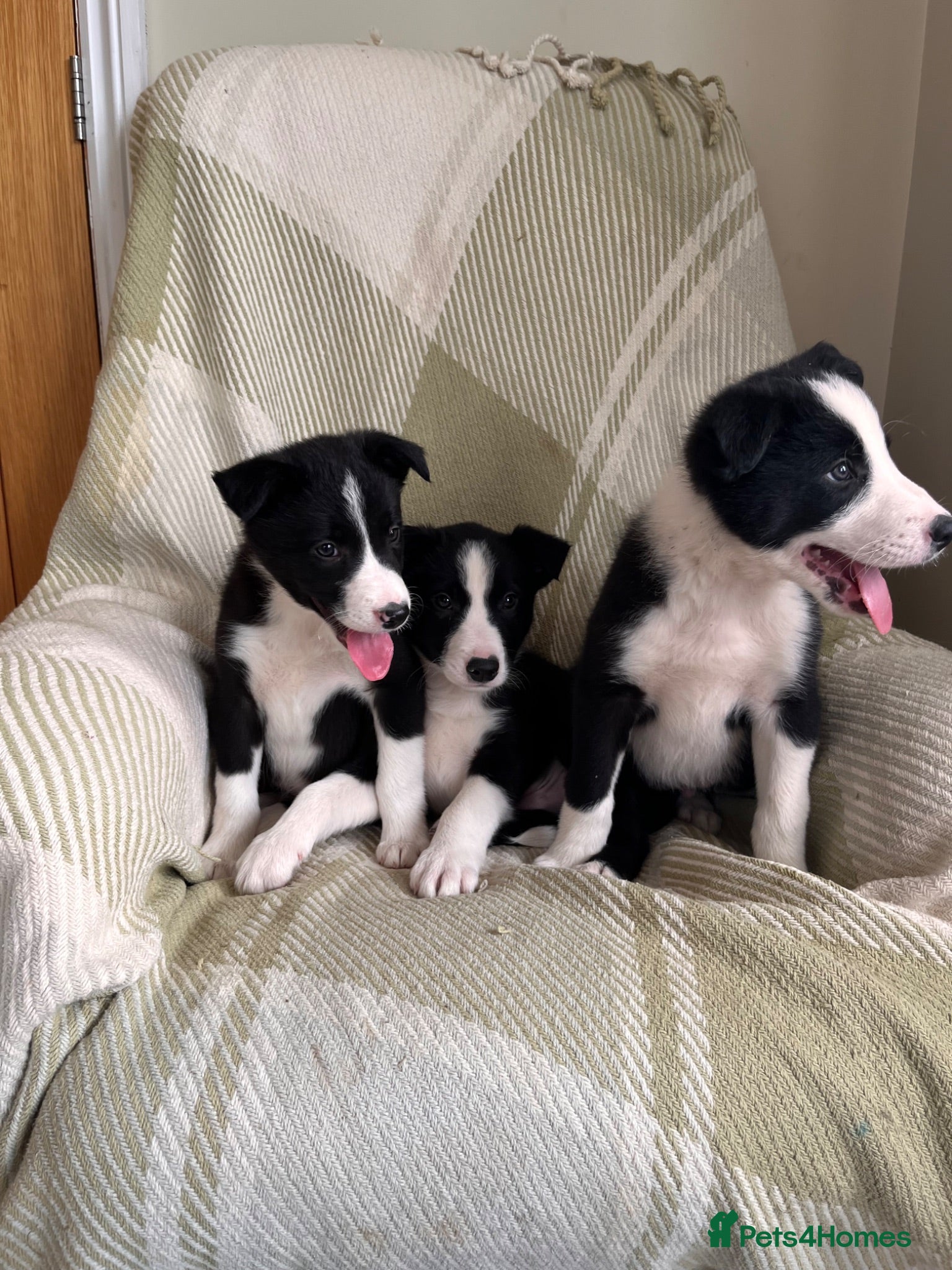 Border Collie dogs KC/ISDS Registered Beautiful Border Collie Pups - Advert 2