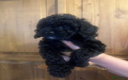 Cavapoo dogs for sale: Tiny Cavapoo - Image 4