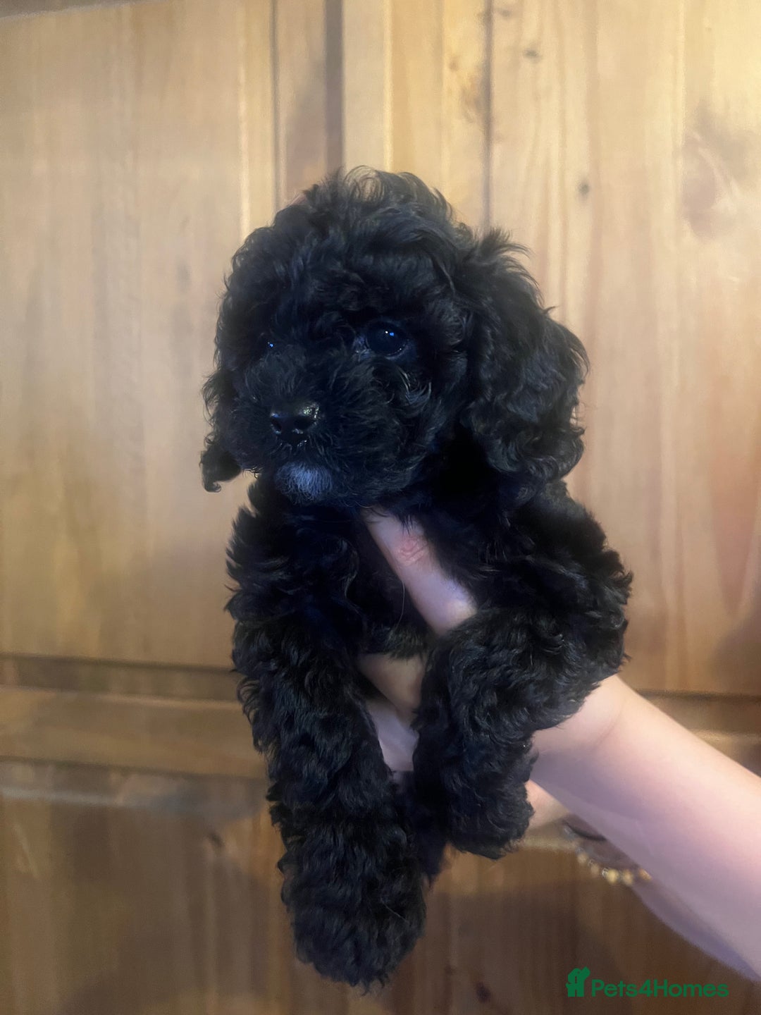 Cavapoo dogs for sale: Tiny Cavapoo - Image 4