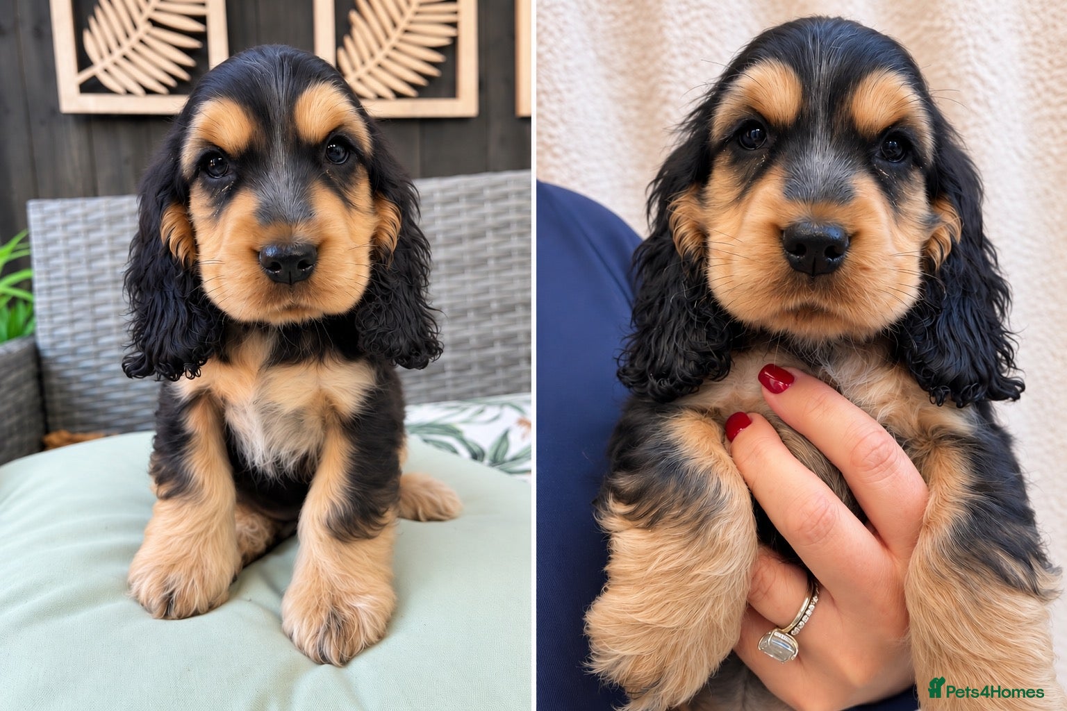 Cocker Spaniel dogs LAST PUP 🐶RIZI BIZI pedigree show spaniels🐶 - Advert 1