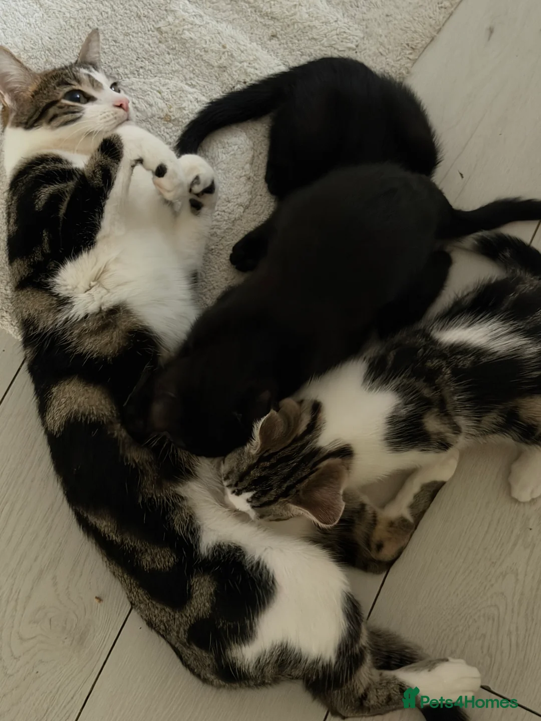 Domestic Shorthair cats for sale: Sister Kittens Looking for a Loving Home Together - Advert 2