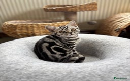 British Shorthair cats for sale: ❤️❤️ GORGEOUS SILVER TABBY BSH GCCF ❤️❤️ - Image 13