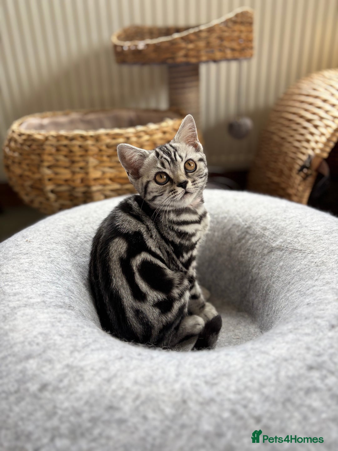 British Shorthair cats for sale: ❤️❤️ GORGEOUS SILVER TABBY BSH GCCF ❤️❤️ - Image 13
