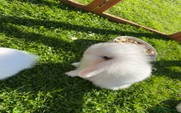 Mixed Breed rabbits for sale: Baby male rabbit ready now - Image 3