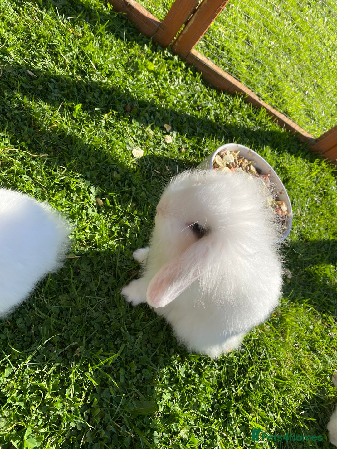 Mixed Breed rabbits for sale: Baby male rabbit ready now - Image 3
