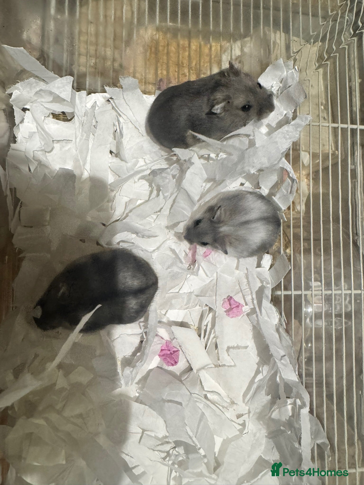 Hamster rodents Pedigree winter whites  - Advert 2