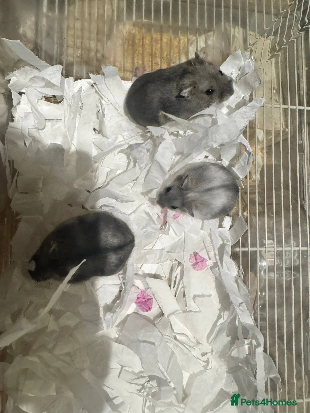 Hamster rodents for sale: Pedigree winter whites  - Advert 2