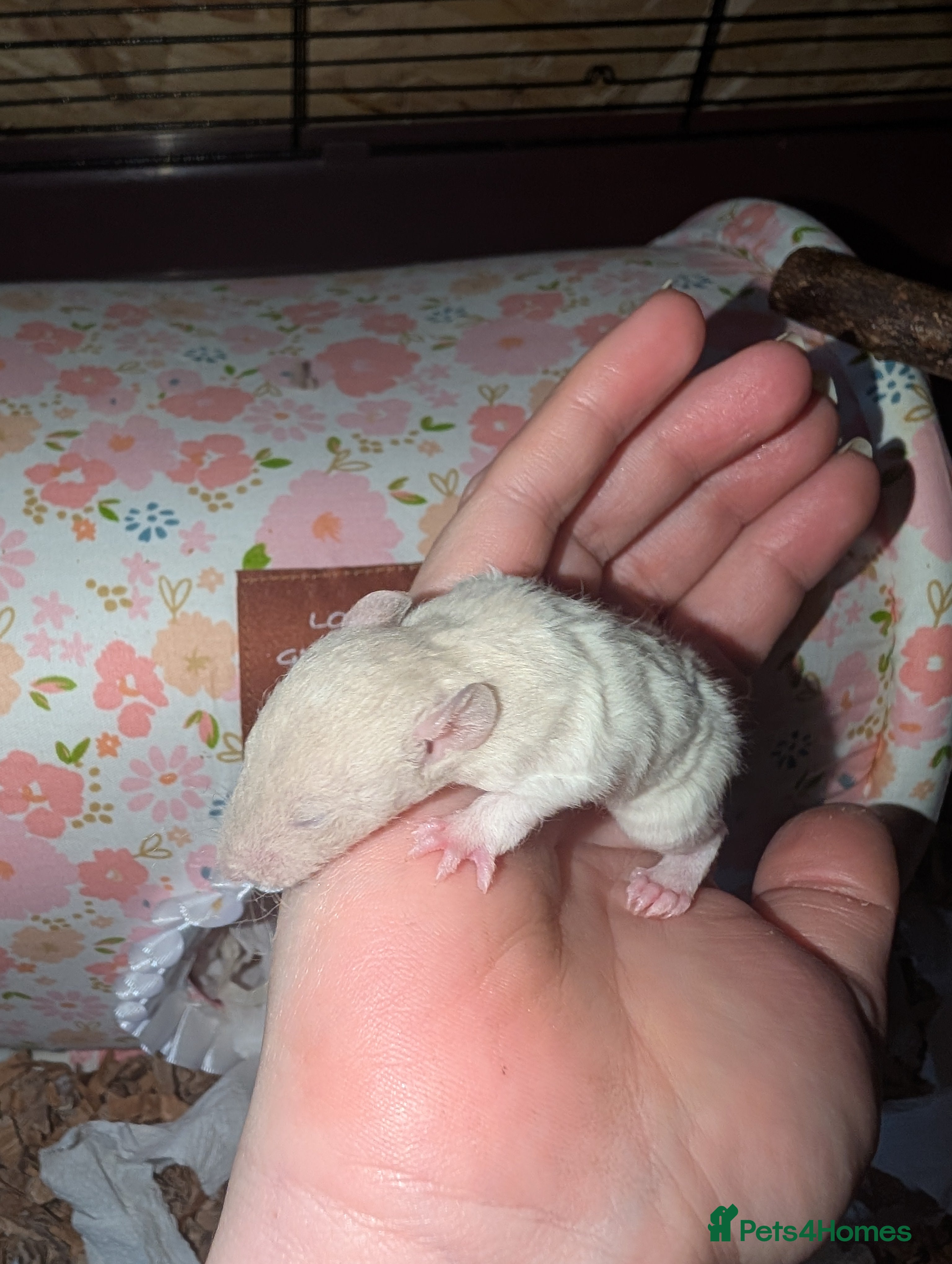 Rat rodents Rex baby rats !! - Advert 5