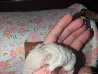 Rat rodents Rex baby rats !! - Advert 1