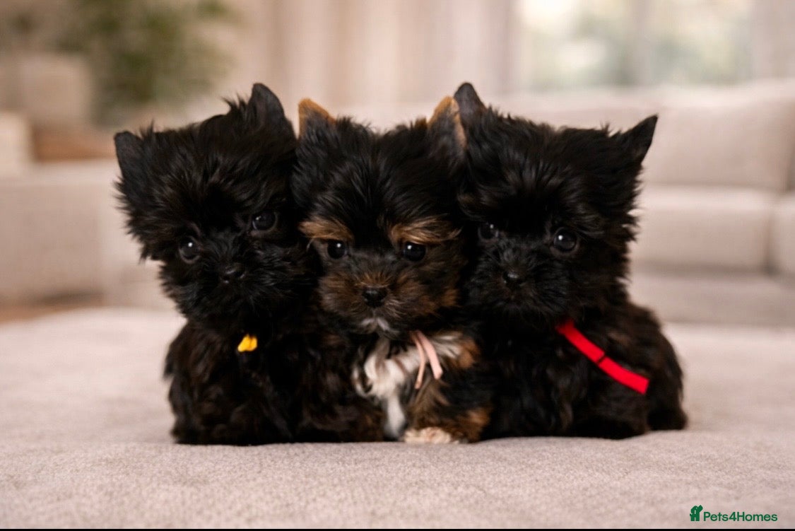 Yorkshire Terrier dogs 🎀 Tiny Little Mini Yorkshire Terrier Girls 🎀 - Advert 2