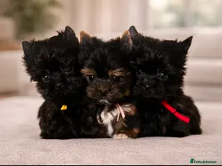 Yorkshire Terrier dogs 🎀 Tiny Little Mini Yorkshire Terrier Girls 🎀 - Advert 2