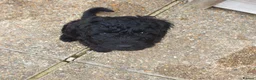 Labradoodle dogs for sale: Labradoodle (med) Puppies - Advert 5