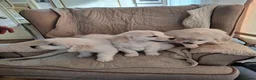 Golden Retriever dogs for sale: Golden Retreiver Puppies  - Advert 13
