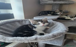 Mixed Breed cats for sale: 4 little kittens looking lovely new home.  - Image 10