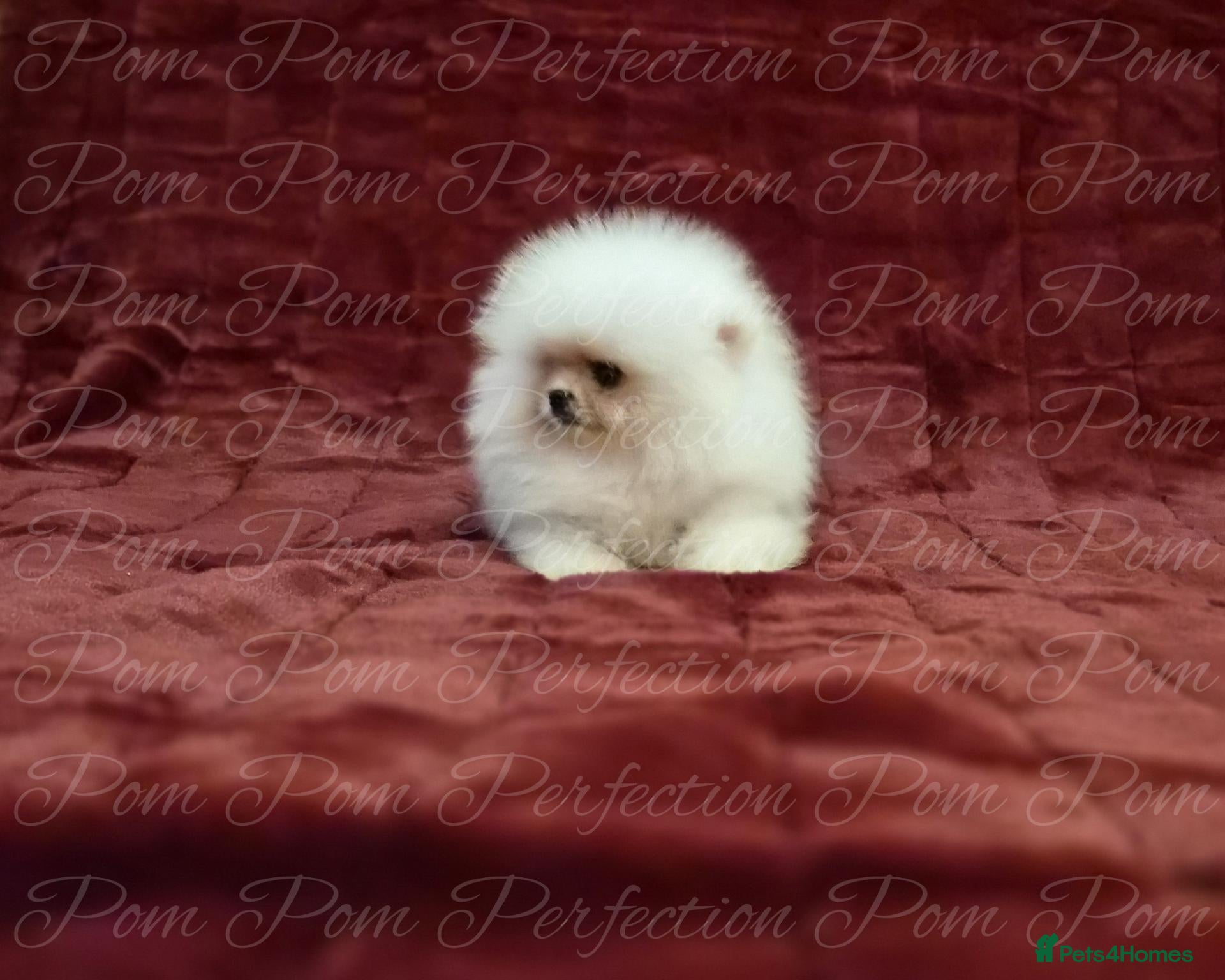 Pomeranian dogs Ultra Teddy Bear Pomeranian Puppies - Advert 2
