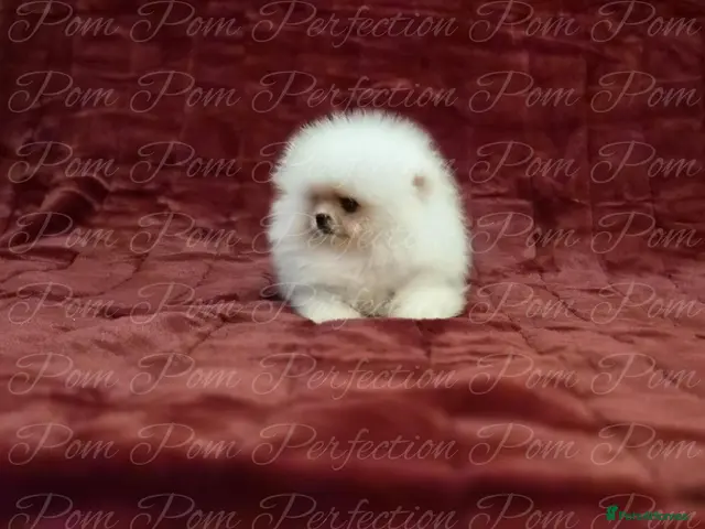 Pomeranian dogs Ultra Teddy Bear Pomeranian Puppies - Advert 2