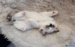 Ragdoll cats for sale: Lovely Ragdoll - Image 5