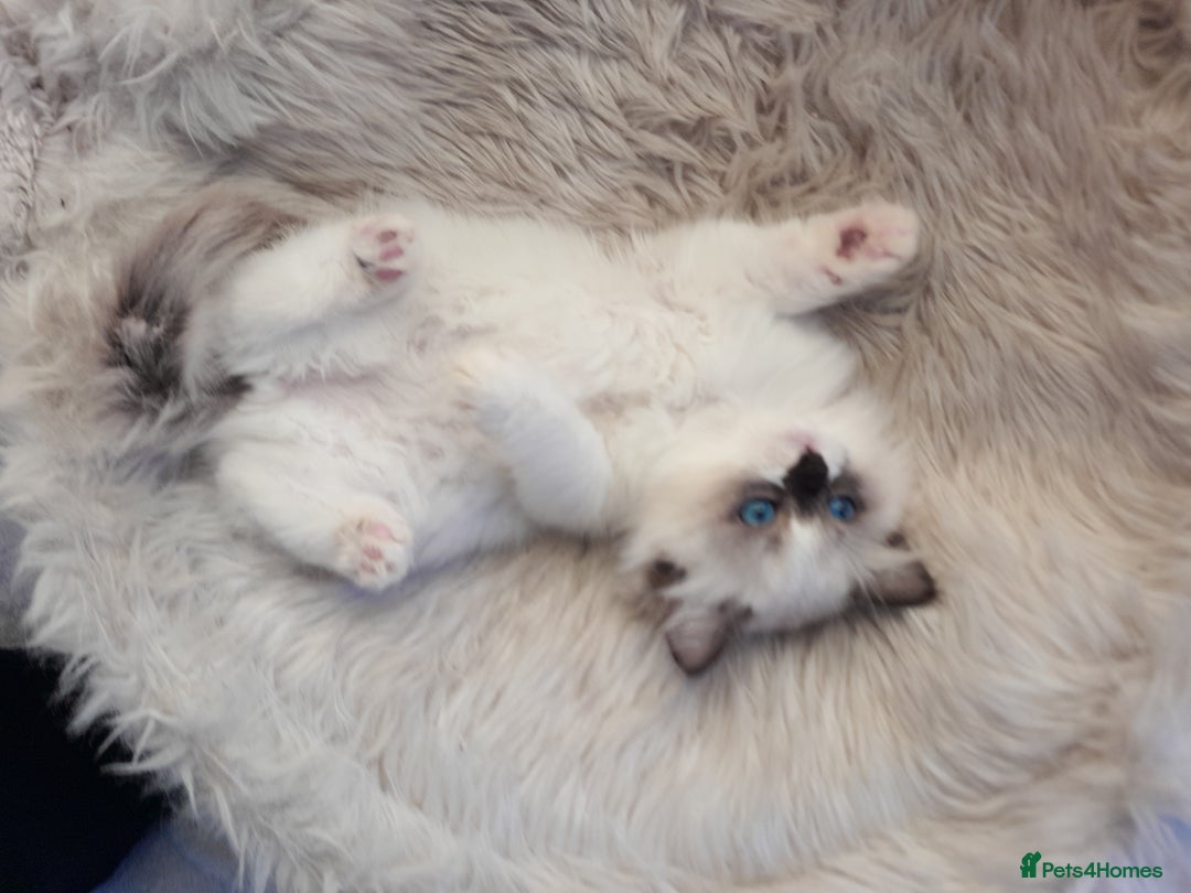 Ragdoll cats for sale: Lovely Ragdoll - Image 5