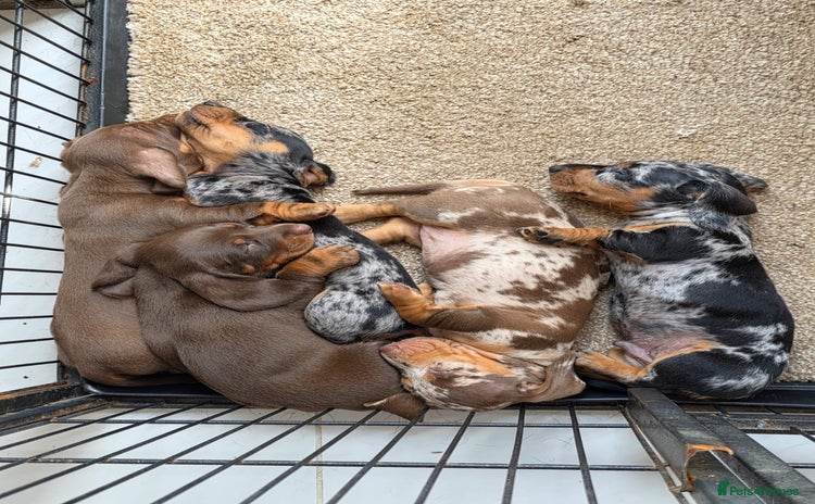 Miniature Dachshund dogs - Advert 3