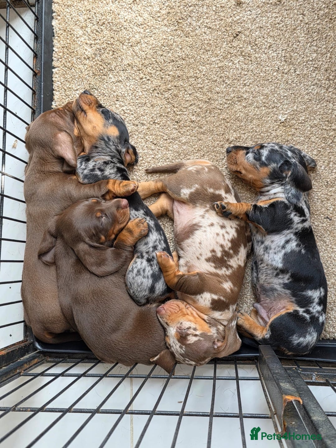 Miniature Dachshund dogs for sale: Beautiful miniature dachshund puppies - Image 1