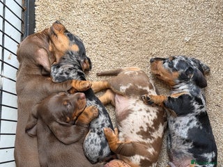 Miniature Dachshund dogs - Advert 7