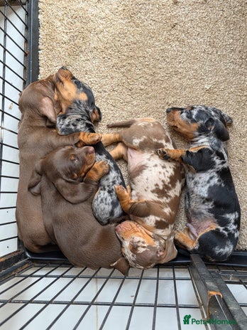 Miniature Dachshund dogs - Advert 5