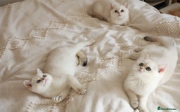 British Shorthair cats for sale: TICA British Shorthair Kittens Champion bloodline in Bedford - Image 2