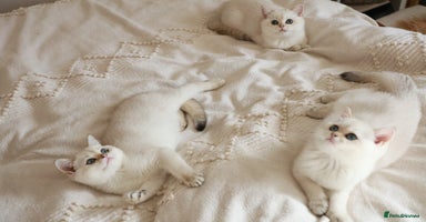British Shorthair cats in Bedford - Advert 3