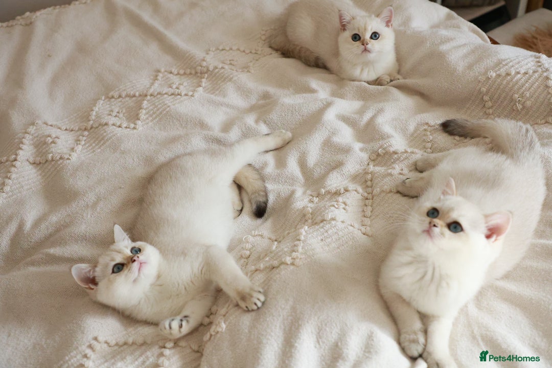 British Shorthair cats for sale: TICA British Shorthair Kittens Champion bloodline in Bedford - Image 2