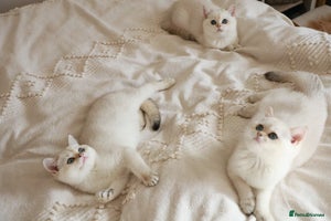 British Shorthair cats in Bedford - Advert 10