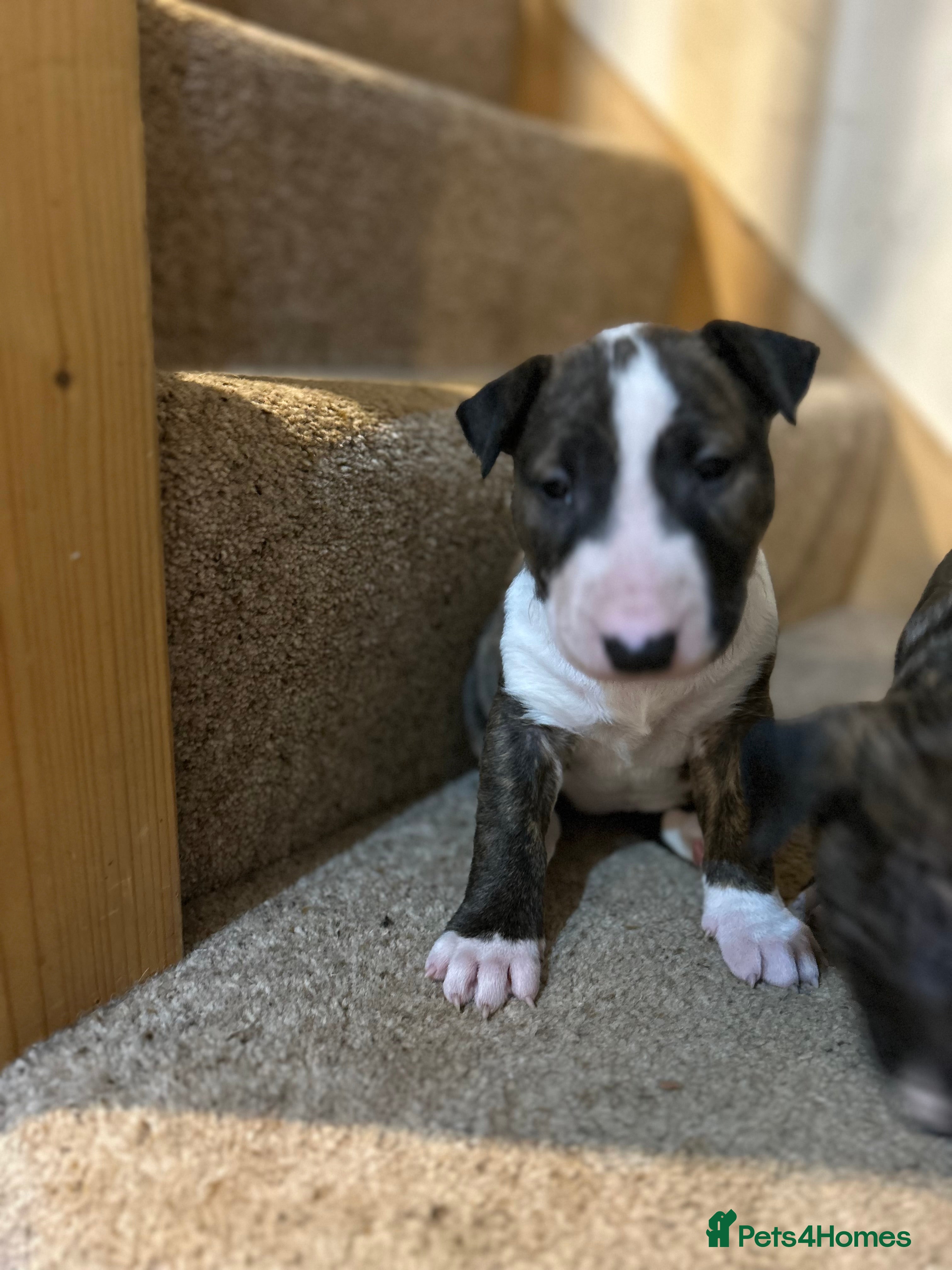 Bull Terrier dogs Lovely big boned bull terrier  - Advert 2