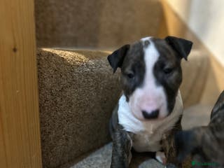 Bull Terrier dogs Lovely big boned bull terrier - Advert 4