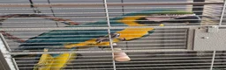 Macaws birds for sale: Male macaw  - Advert 3