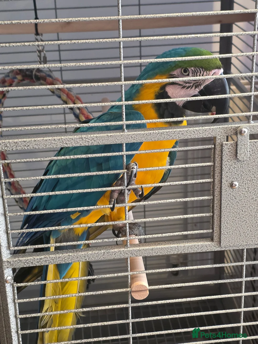Macaws birds for sale: Male macaw  - Advert 3