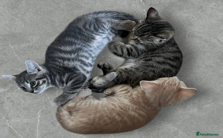 Mixed Breed cats - Advert 2