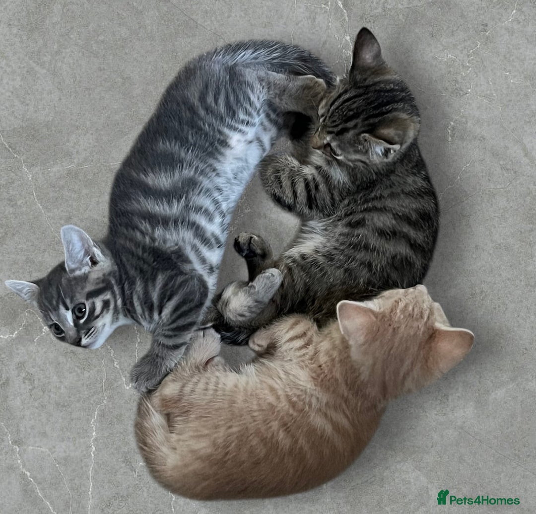 Mixed Breed cats for sale: Beautiful Tabby Kittens For Sale  - Image 1