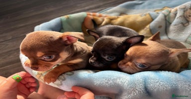 Chihuahua dogs - Advert 15