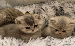 British Shorthair cats for sale: Blue, lilac, chocolate golden girls  - Advert 1