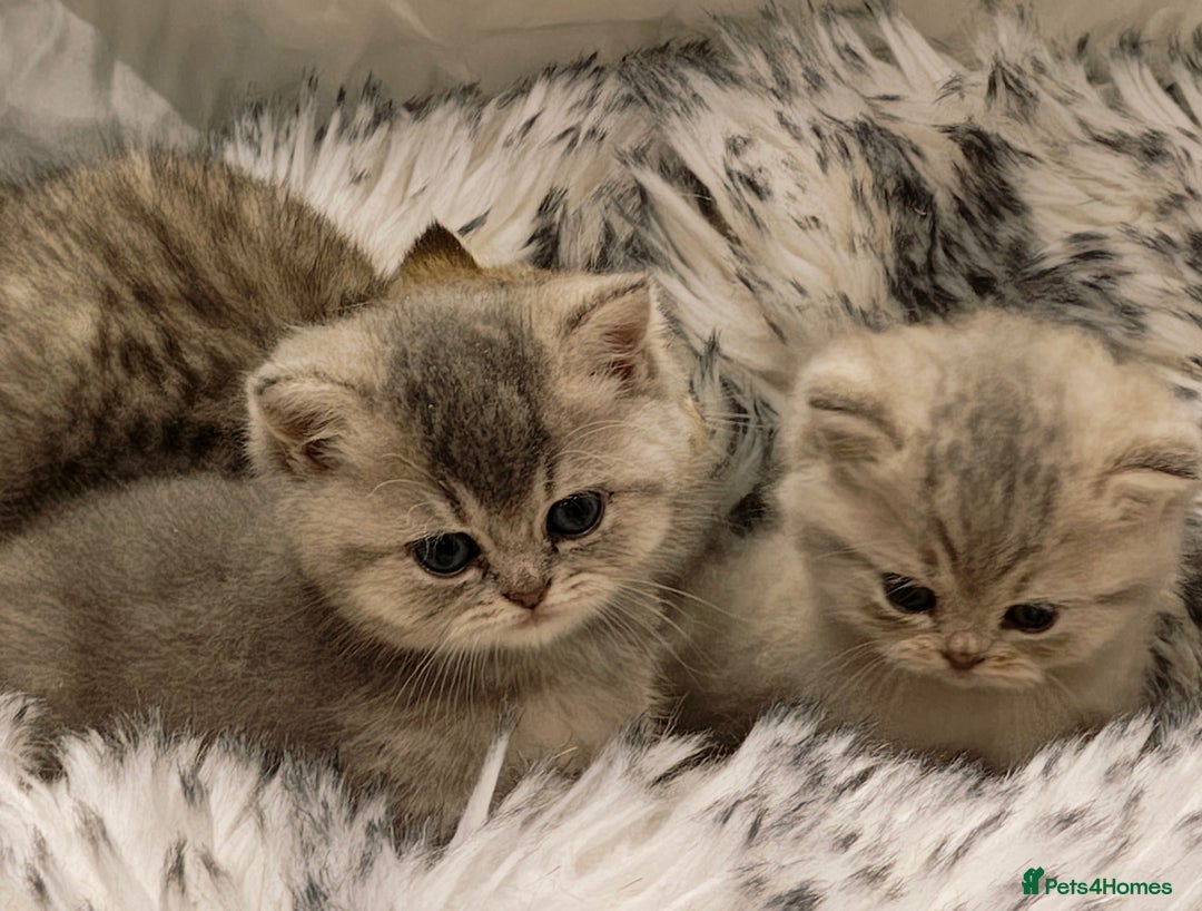 British Shorthair cats for sale: Blue, lilac, chocolate golden girls  - Advert 1