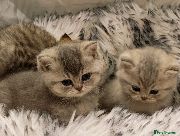 British Shorthair cats Blue, lilac, chocolate golden girls - Advert 1