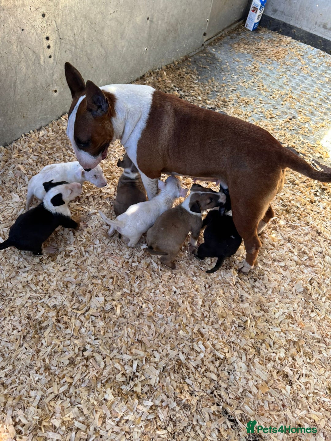 English Bull Terrier dogs for sale: 5* Stunning English Bull Terrier Pups  - Image 16