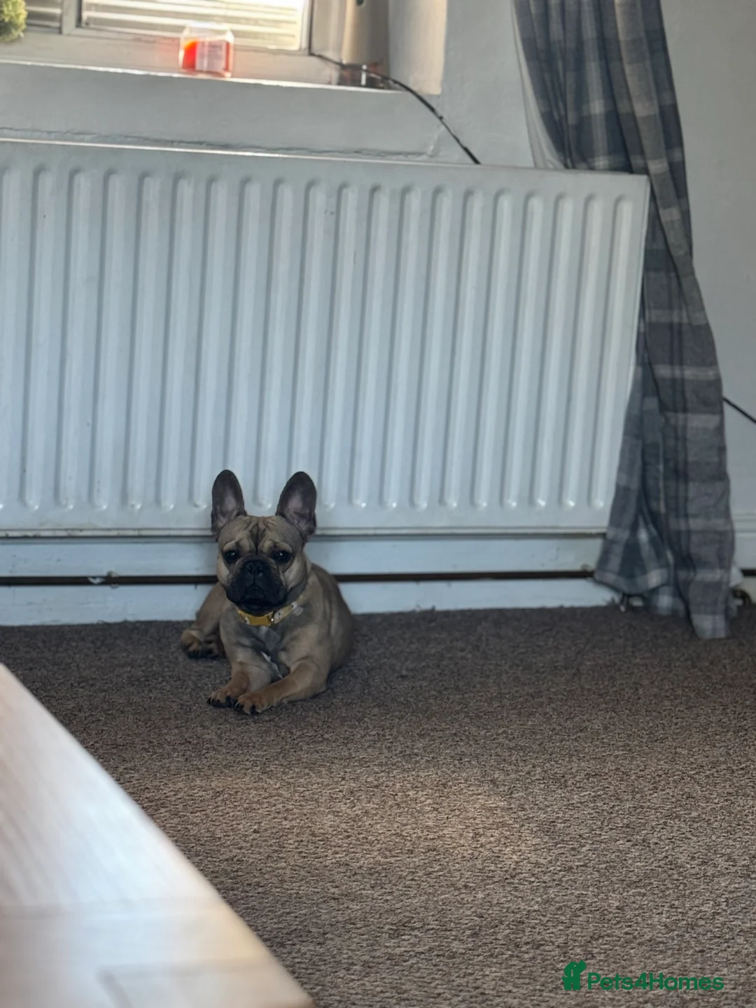 French Bulldog dogs for sale:  2 year old French bulldog  - Advert 4