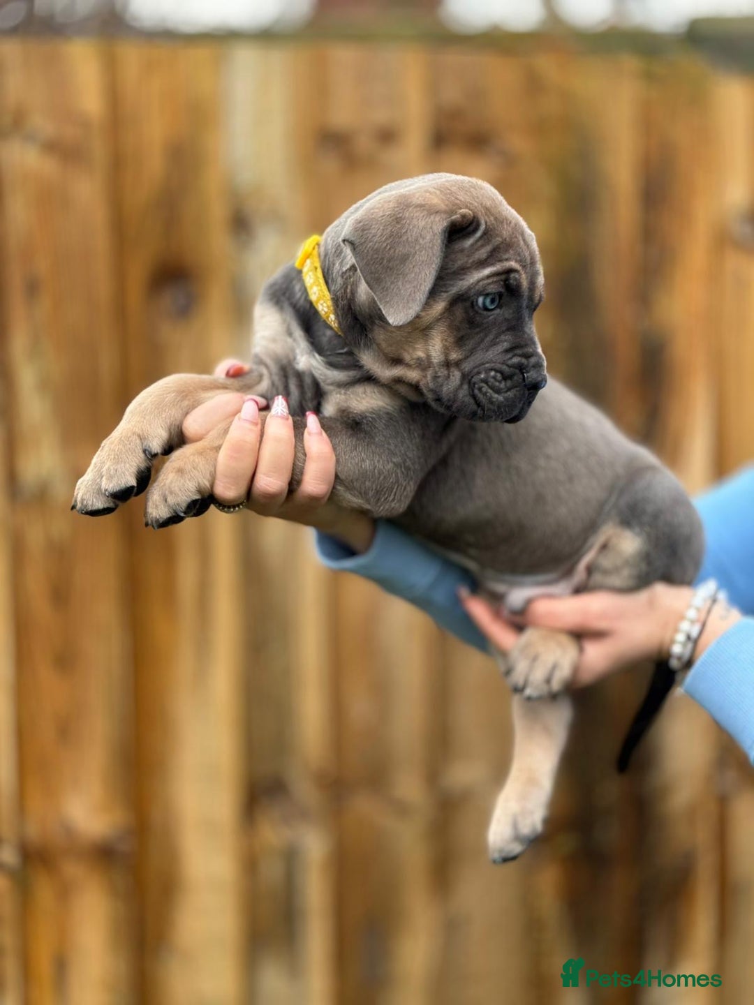 Cane Corso dogs for sale: Balestra Magica Corso IKC/FCI  - Advert 13