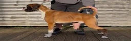 Boxer dogs for stud: Red & White Flashy Male For Stud in Bath - Advert 3