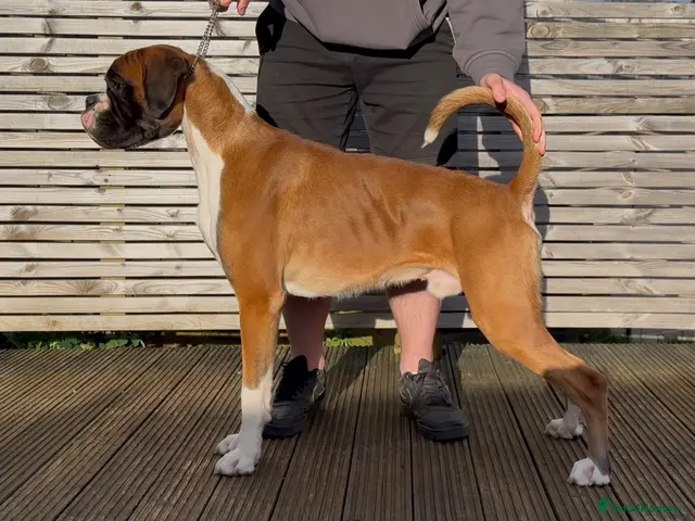 Boxer dogs for stud: KC Reg & Fully Health Tested Flashy Male For Stud - Advert 1